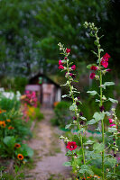 Gewöhnliche Stockrose (Alcea rosea) im Garten