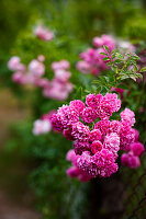 Rosa blühende Rosen im Garten