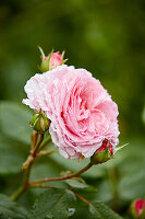 Rosa Blume und Knospen nach Regen im Garten