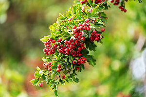 Hawthorn, branch with red berries on a bush (Crataegus)