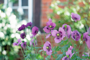 Purple poppies in the garden, (Papaver)