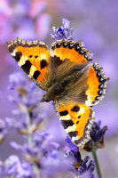 Thistle butterfly in lavender, butterfly