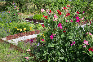 Fragrant Sweet peas (Lathyrus odoratus) in bloom in the garden