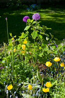 Zierlauch (Allium), Sternkugellauch im Blumenbeet