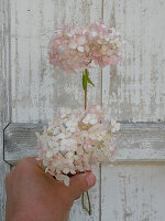 Hydrangea flowers (Hydrangea arborescens Candybelle 'Marshmallow')