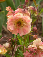 Geum cocktail 'Mai Tai, salmon colored flowers in the garden