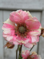 Avens (Geum 'Pretticoats Peach'), flower