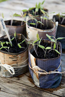 Small tomato plants in homemade newspaper pots