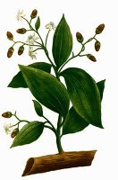 Cinnamomum verum, called true cinnamon tree or Ceylon cinnamon tree, Digitally retouched illustration