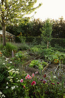 View of a vegetable garden