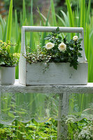 Roses in a wooden box, muehlenbeckia and ivy as garden decoration