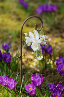 Mini bouquet with crocuses (Crocus), primrose, Grape hyacinth, and snowdrops in hanging vase