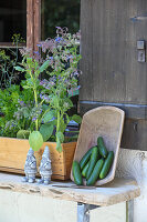 Wooden tray with mini cucumbers next to plant box with herbs