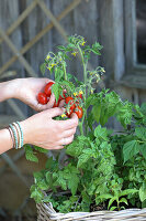 Tomatenpflanze im Kasten