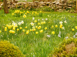 Small-flowered daffodils (Narcissus) in meadow