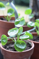 Dividing and repotting offshoots of cannon flower (Pilea peperomioides)