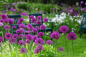 Allium flowers, in the background green painted wooden chairs