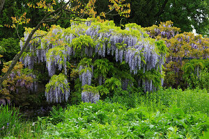 Pathway overgrown with Wisteria
