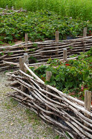 Strawberry raised beds with border on woven branches