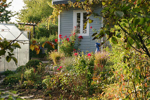 An allotment garden in autumn with a garden house and a greenhouse