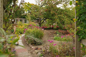 An allotment garden in autumn with an apple tree