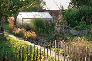 A natural autumnal garden with shrubs and raised beds with a greenhouse in the background
