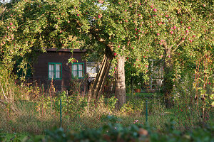Allotment garden in autumn with arbour under apple tree