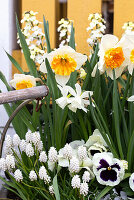Traubenhyazinthen (Muscari), Narzissen (Narcissus) und Stiefmütterchen (Viola Wittrockiana) in Blumenschale