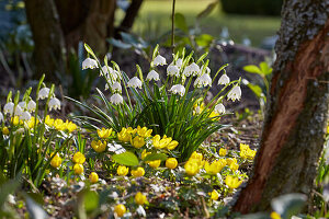 Märzenbecher auch Frühlingsknotenblume genannt (Leucojum vernum) und Winterlinge (Eranthis hyemalis) im Frühjahr