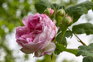 Remontant rose (Reine des Violettes), (bot. Rosa hybrida bifera)