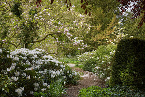 White flowering rhododendron, tulips, and magnolia tree (Magnolia) in the Landsdorf Manor Park, Mecklenburg-Western Pomerania, Germany