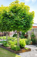 Acer platanoides 'Globosum' in a Corten steel raised bed in a city garden