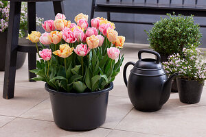 Tulpe (Tulipa) 'Foxtrot', 'Foxy Foxtrot'