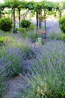 Gravel path lined with flowering lavender (Lavandula)