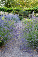Kiesweg gesäumt von blühendem Lavendel (Lavandula) in mediterranem Garten
