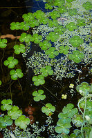 Wasserpflanzen im Gartenteich, schwimmendes Wasser-Kleeblatt (Marsilia Quadrifolia)
