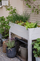 Raised bed with herbs and vegetable plants in the garden