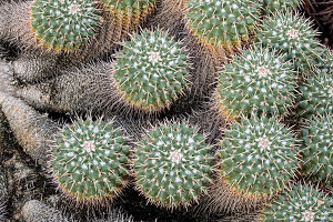 Collection of spiny pincushion cactus (Mammillaria sp.)