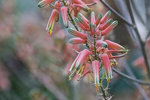 Aloe (Aloe sp.) Blütenstand, aus Südafrika