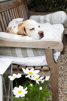 Dog lying on garden bench