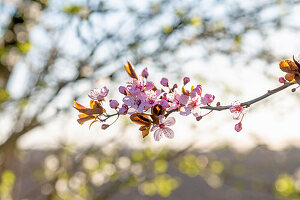 Blossom of the ornamental plum