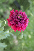 Close-up of double poppy (Papaver)