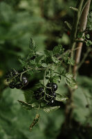 Tomatenpflanze mit unreifen schwarzen Tomaten im Garten