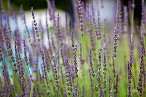 Blooming lavender (Lavandula) in meadow