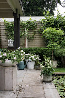 Well-tended terrace with climbing plants and flower pots in the summer garden