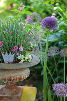 Flowering allium and amphora planted with carnations