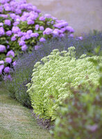 Bepflanztes Blumenbeet mit Hortensien und Lavendel