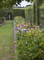 Buntes Dahlienbeet mit verschiedenen Sorten im formalen Garten