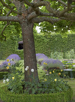 Perennial bed with dahlias in front of a decorative tree and hedge