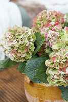Hydrangea in a rustic ceramic pot on a wooden table
